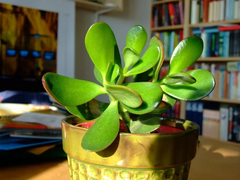 Jade Plant