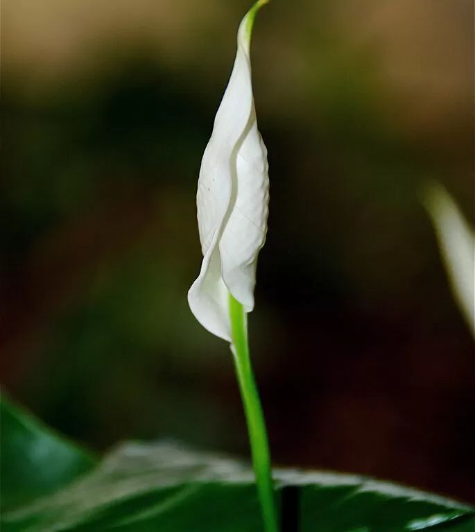 Japanese Peace Lily