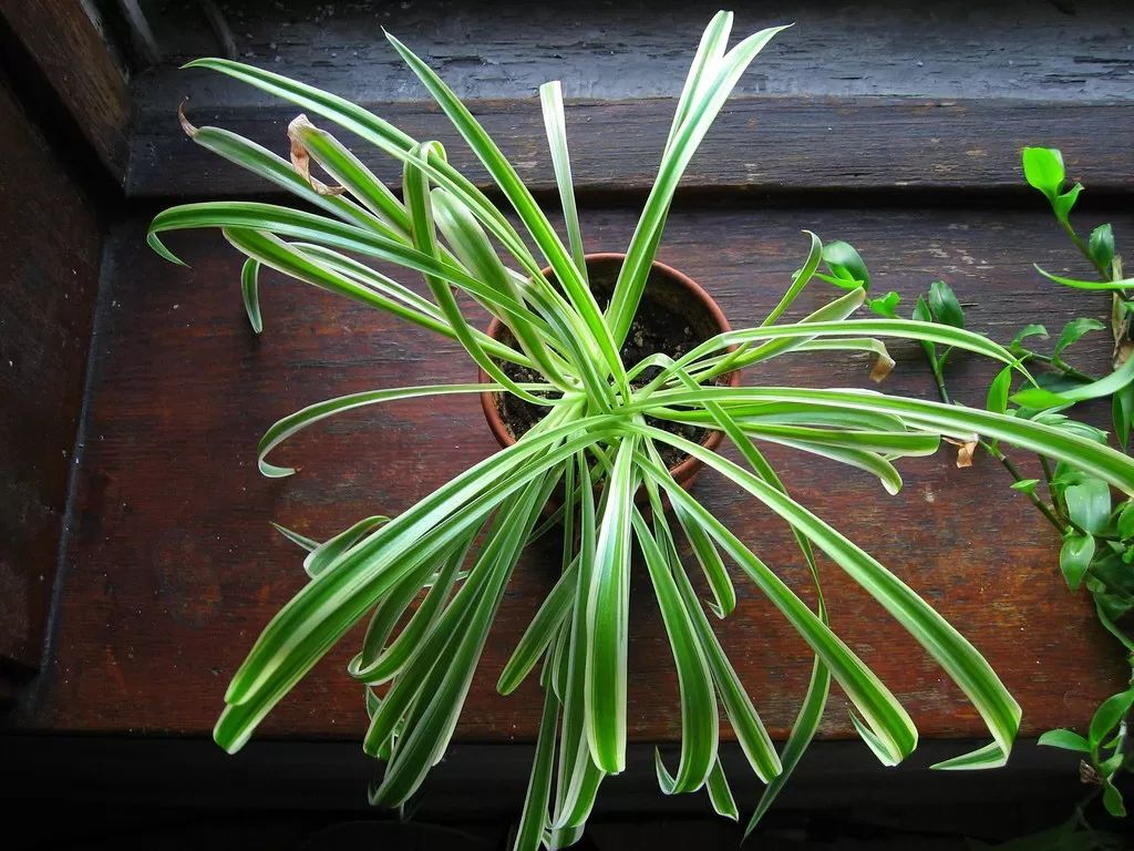 Spider Plant