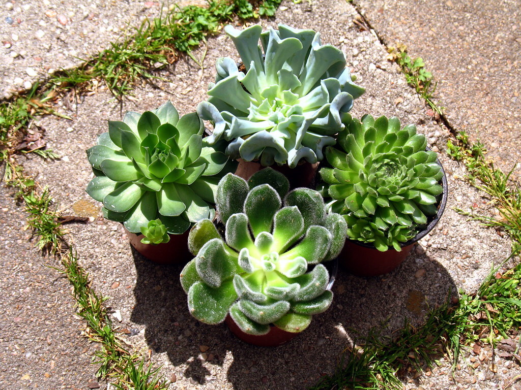 Succulents or Cacti