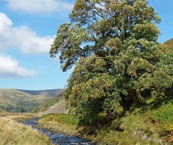 Trough of Bowland