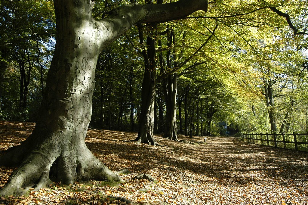 Worsley Woods