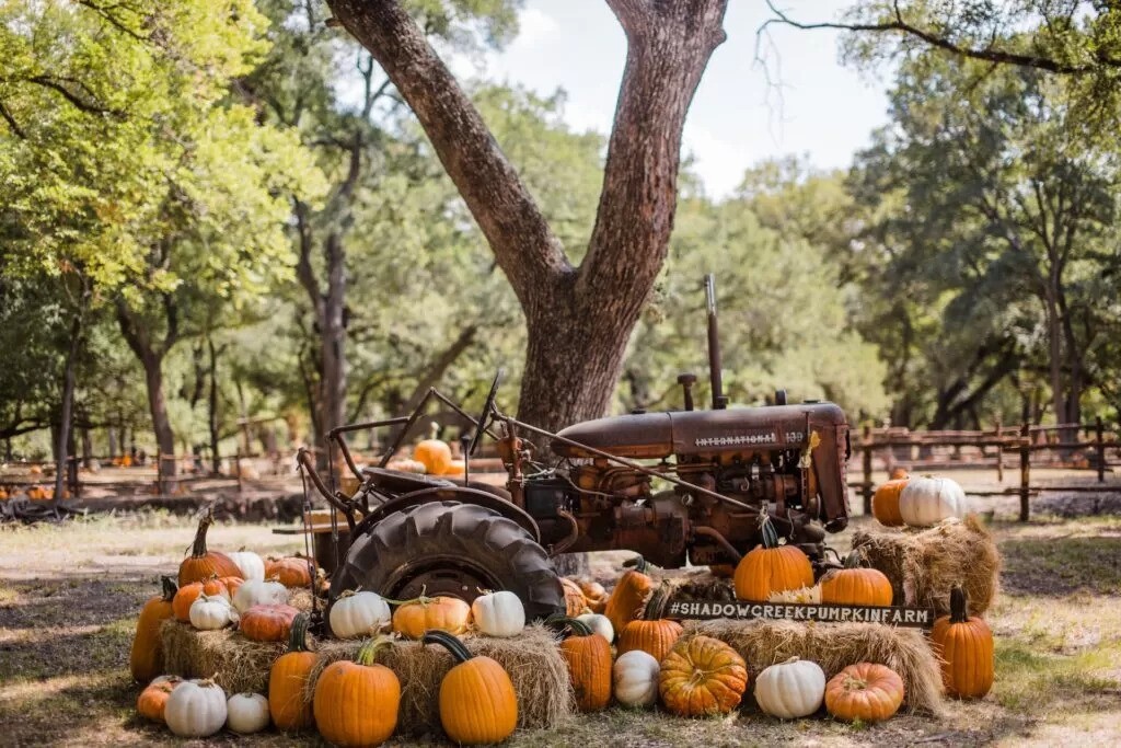 Pumpkin patch with vintage tractor