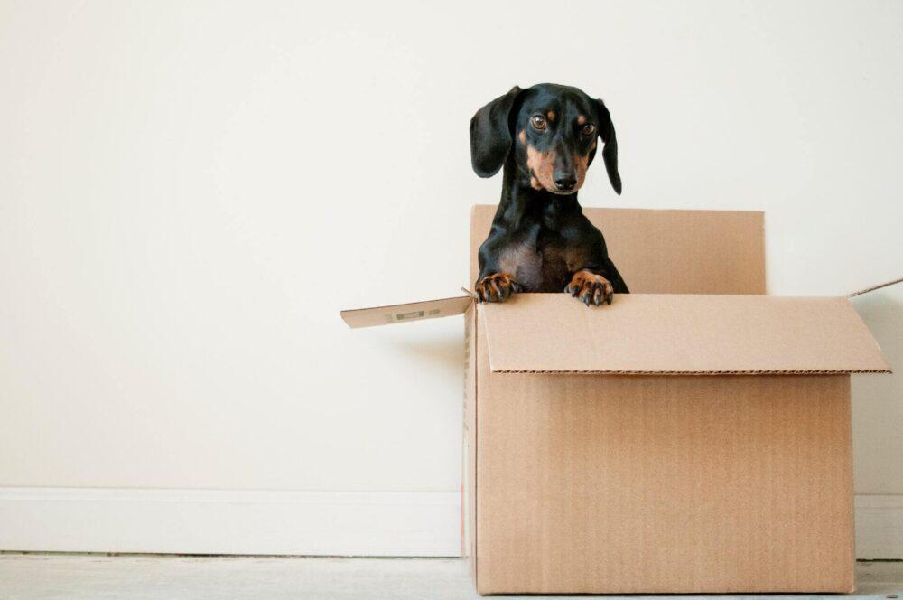 Dachshund in a moving box