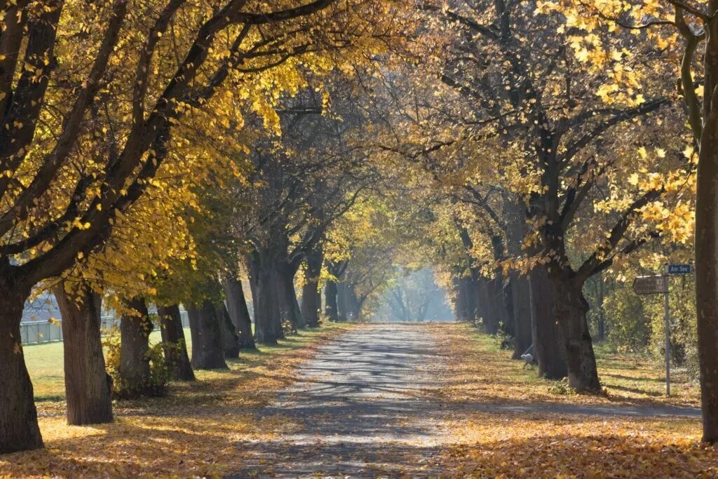 Avenue of Autumn Trees